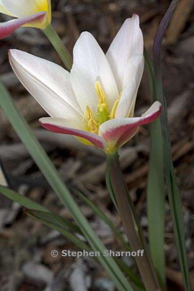 tulipa clusiana 2 graphic